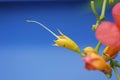 Chinese trumpet creeper blooming with blue background Royalty Free Stock Photo