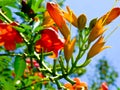 Chinese trumpet creeper blooming