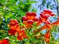 Chinese trumpet creeper blooming