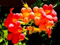 Chinese trumpet creeper blooming