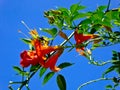 Chinese trumpet creeper blooming