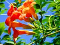 Chinese trumpet creeper blooming