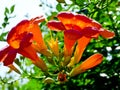 Chinese trumpet creeper blooming