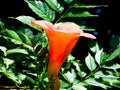 A Chinese trumpet creeper blooming