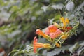 Chinese trumpet creeper blooming under the sun Royalty Free Stock Photo