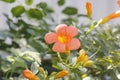 Chinese trumpet creeper blooming under the sun Royalty Free Stock Photo