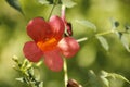 Chinese trumpet creeper blooming under the sun Royalty Free Stock Photo