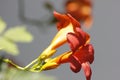 Chinese trumpet creeper blooming under the sun