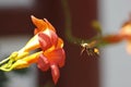 Chinese trumpet creeper blooming under the sun Royalty Free Stock Photo