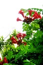 Campanula grandis in full bloom