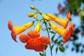 Chinese trumpet creeper flowers