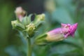 Hardy gloxinia Incarvillea delavayi, budding pink flower