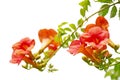 Chinese trumpet vines