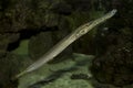 The Chinese trumpetfish Aulostomus chinensis.
