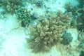 Chinese trumpetfish swimming above Broccoli coral Royalty Free Stock Photo