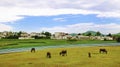 Chinese village,cattle