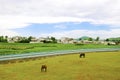 Chinese village,horse