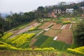 Chinese Village with Rapeseed Flowers