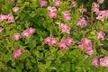 Chinese violet or coromandel or creeping foxglove