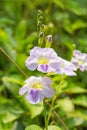 Chinese violet or creeping foxglove flowers