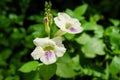 Chinese Violet Flower or Creeping Foxglove