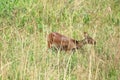 Chinese Water Deer