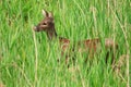 Chinese Water Deer