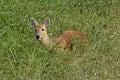 Chinese Water Deer, hydropotes inermis, Adult laying on Grass Royalty Free Stock Photo