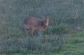 Chinese Water Deer - Hydropotes inermis Royalty Free Stock Photo