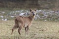 Chinese water deer, Hydropotes inermis