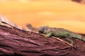 Chinese water dragon on branch tree Royalty Free Stock Photo