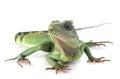 Chinese water dragon Royalty Free Stock Photo