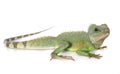 Chinese water dragon Royalty Free Stock Photo