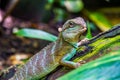Chinese water dragon lizard in closeup, tropical reptile pet, Exotic animal specie from Asia Royalty Free Stock Photo
