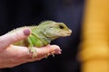 Chinese water dragon lizard on human hands Royalty Free Stock Photo