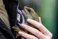 Chinese water dragon lizard on human hands