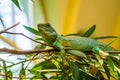 Chinese water dragon lizard laying on a tree branch, tropical reptile specie from Asia Royalty Free Stock Photo