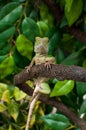 Chinese Water Dragon Lizard Reptile Royalty Free Stock Photo