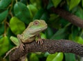 Chinese Water Dragon Lizard Reptile Physignathus cocincinus