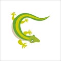 Chinese water dragon lizard vector illustration. Royalty Free Stock Photo