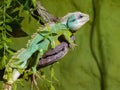 Chinese water dragon Royalty Free Stock Photo