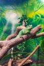 Chinese Water Dragon (Physignathus cocincinus) on a branch Royalty Free Stock Photo