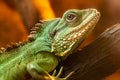 Chinese water dragon physignathus cocincinus Royalty Free Stock Photo