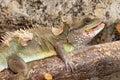 Chinese Water Dragon Physignathus cocincinus. Lizard native to China and mainland Southeast Asia Royalty Free Stock Photo