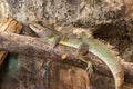 Chinese Water Dragon Physignathus cocincinus. Lizard native to China and mainland Southeast Asia Royalty Free Stock Photo