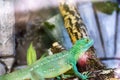 Chinese water dragon or Physignathus cocincinus lizard on the tree branch in terrarium. Royalty Free Stock Photo