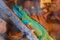 Chinese water dragon physignathus cocincinus Royalty Free Stock Photo