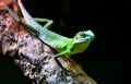 Chinese water dragon Physignathus cocincinus Royalty Free Stock Photo