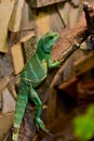 Chinese water dragon (Physignathus cocincinus) Royalty Free Stock Photo