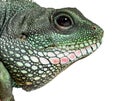 Chinese water dragon , Physignathus cocincinus Royalty Free Stock Photo